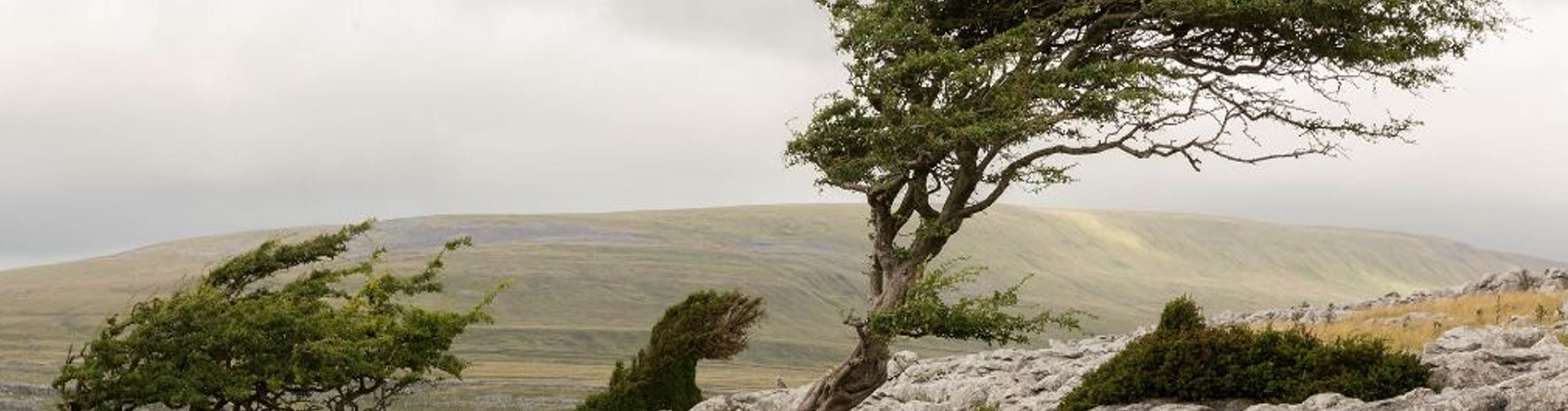 Wind Blowing Bad Weather Damage